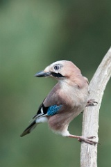 D7C 8204p Vlaamse Gaai
